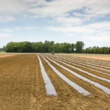 Striped Field, Planting